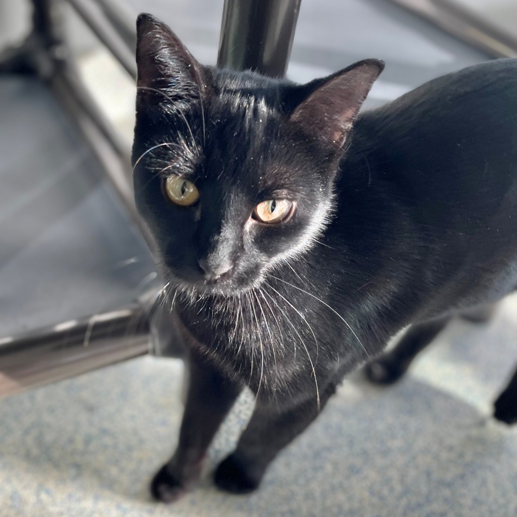 Skeeter Domestic Shorthair Black 