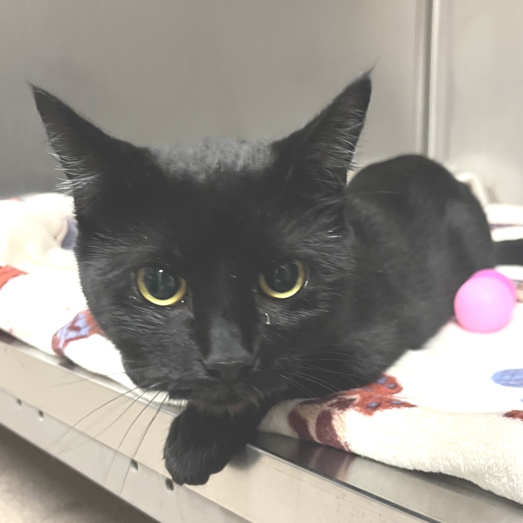 Bonita Domestic Shorthair Black