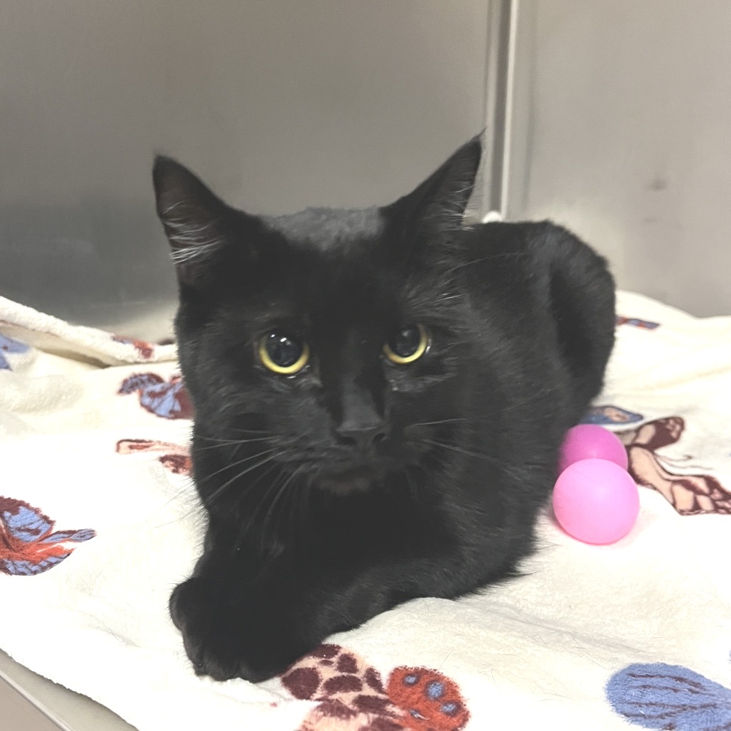Bonita Domestic Shorthair Black