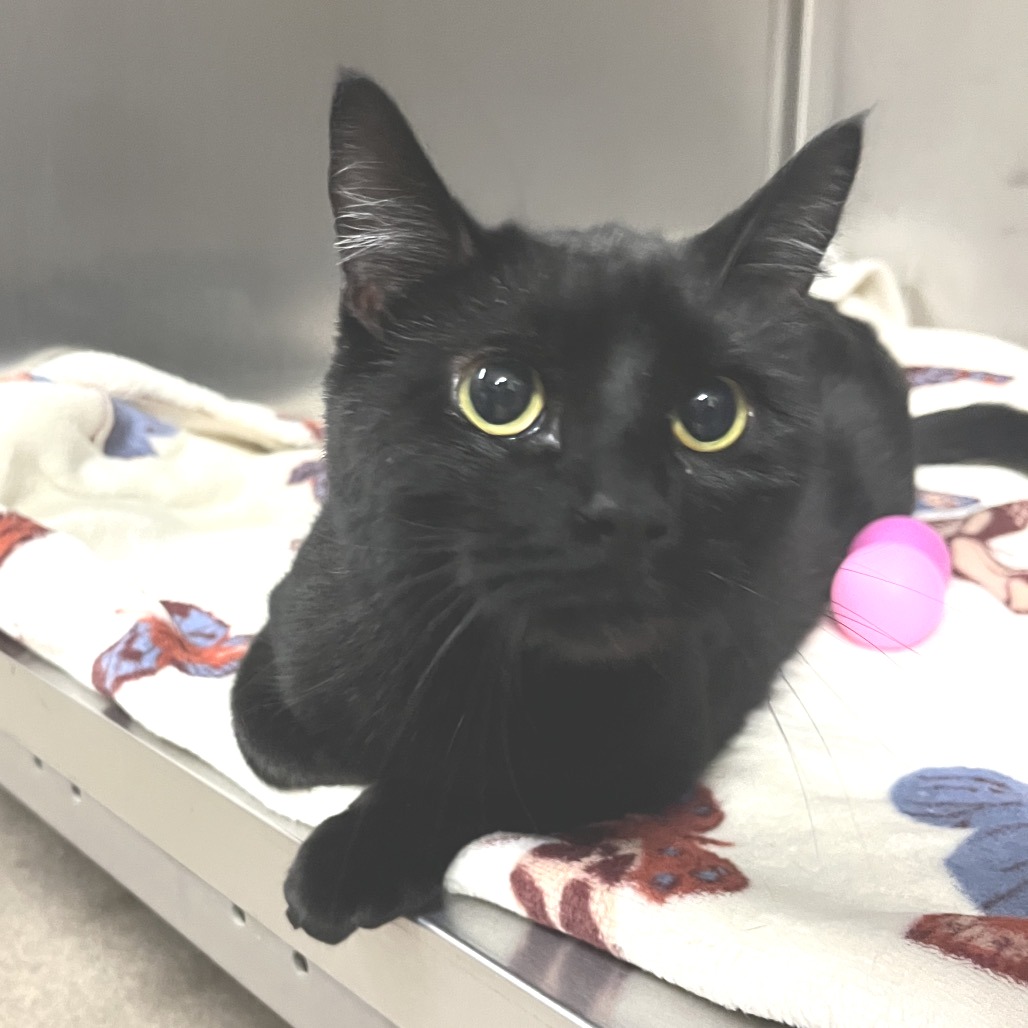 Bonita Domestic Shorthair Black