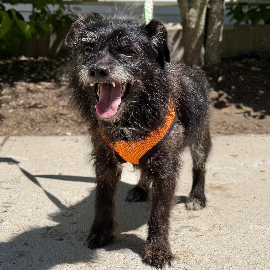 Scotty Terrier Black