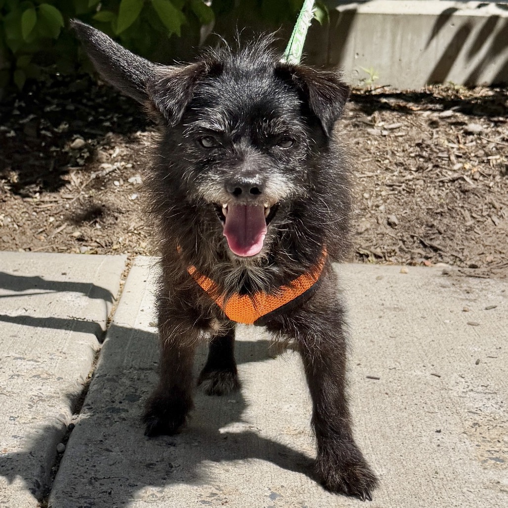 Scotty Terrier Black