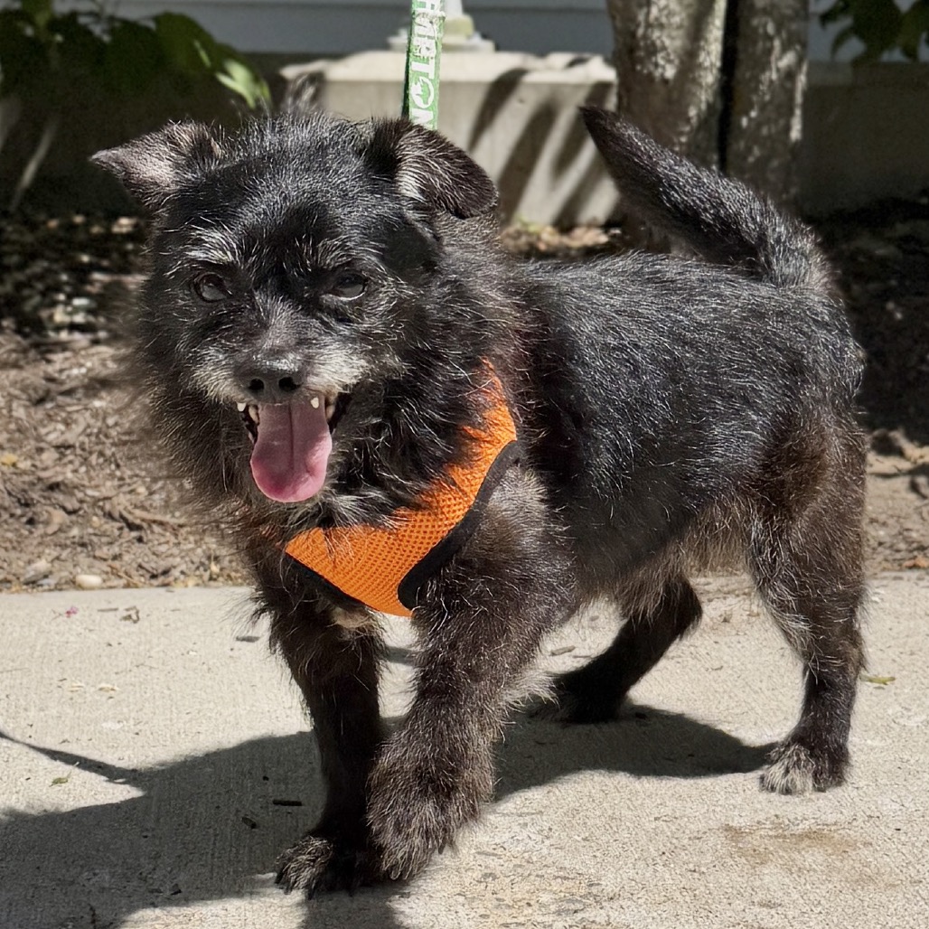 Scotty Terrier Black