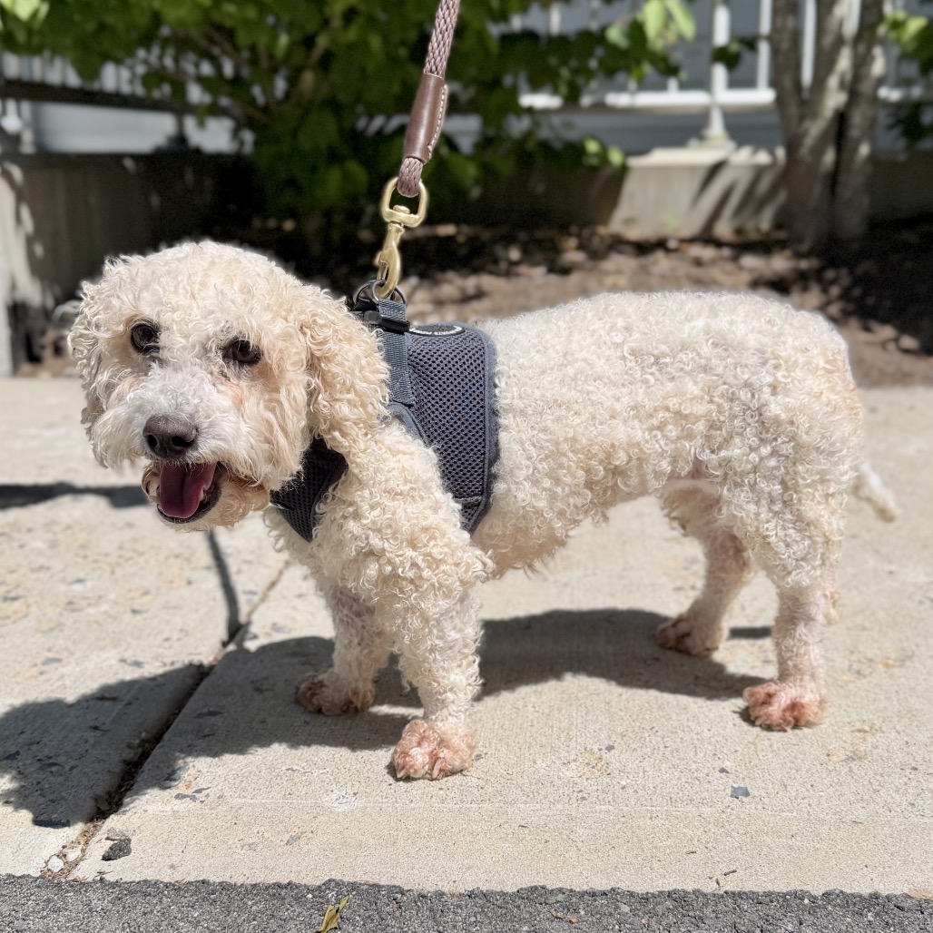 Bella Mae Poodle/Retriever, Labrador Cream 