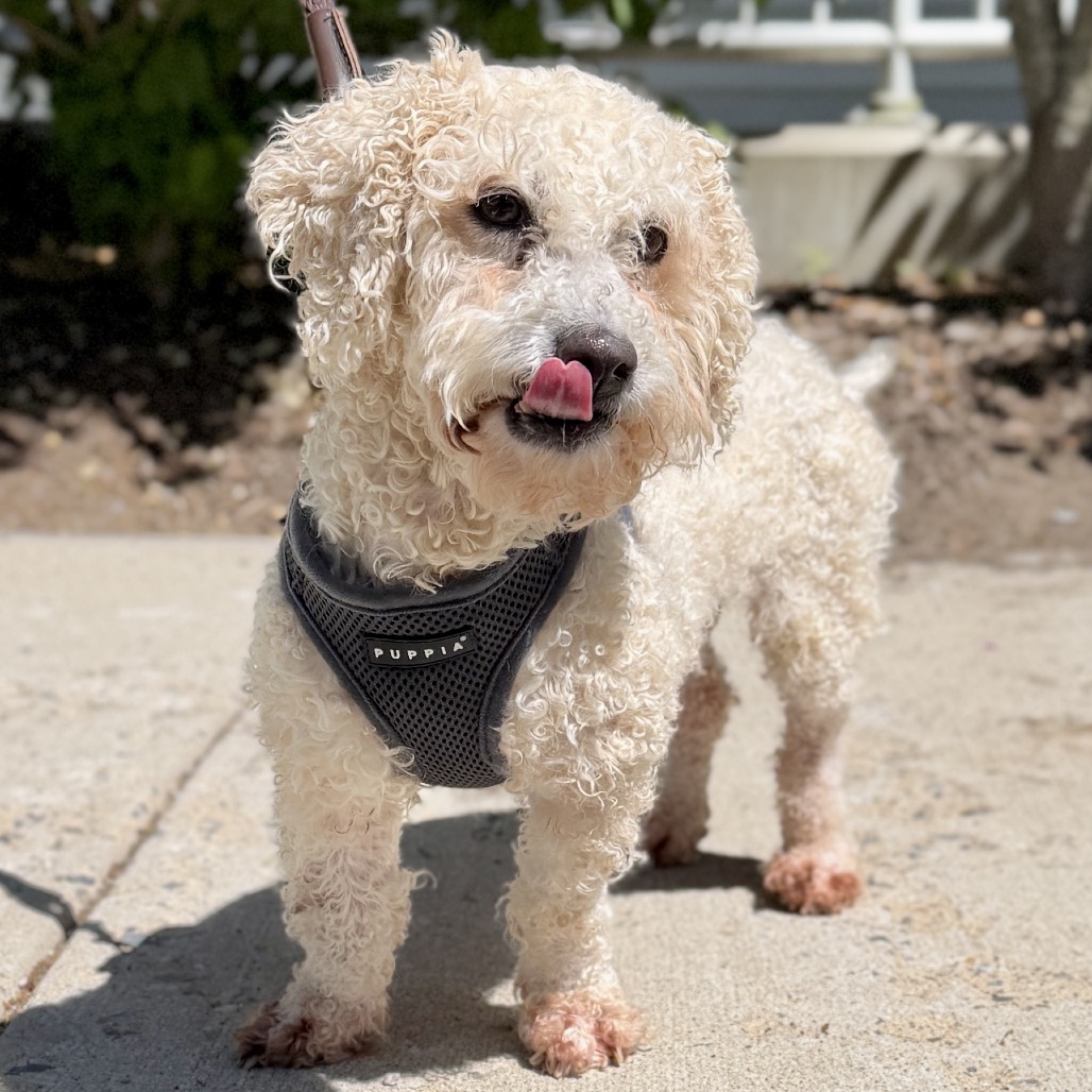 Bella Mae Poodle/Retriever, Labrador Cream 