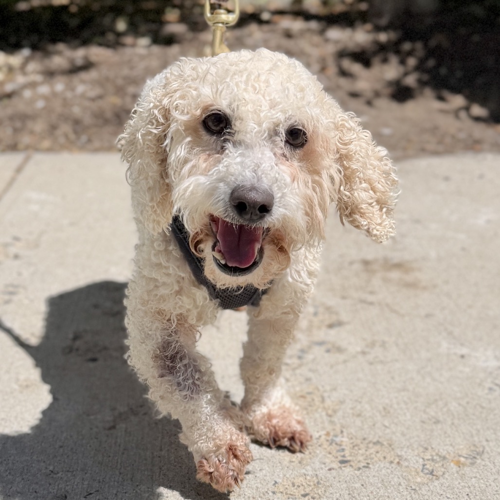 Bella Mae Poodle/Retriever, Labrador Cream 