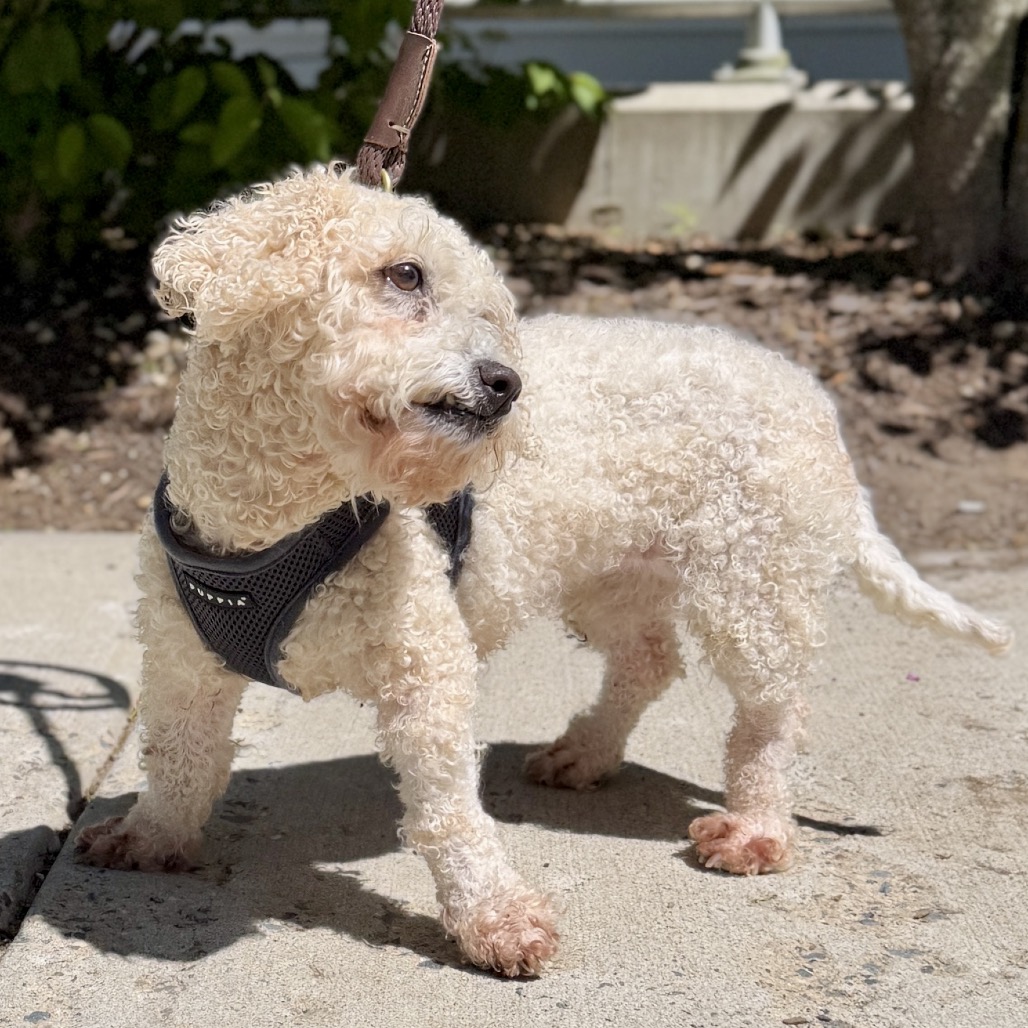 Bella Mae Poodle/Retriever, Labrador Cream 