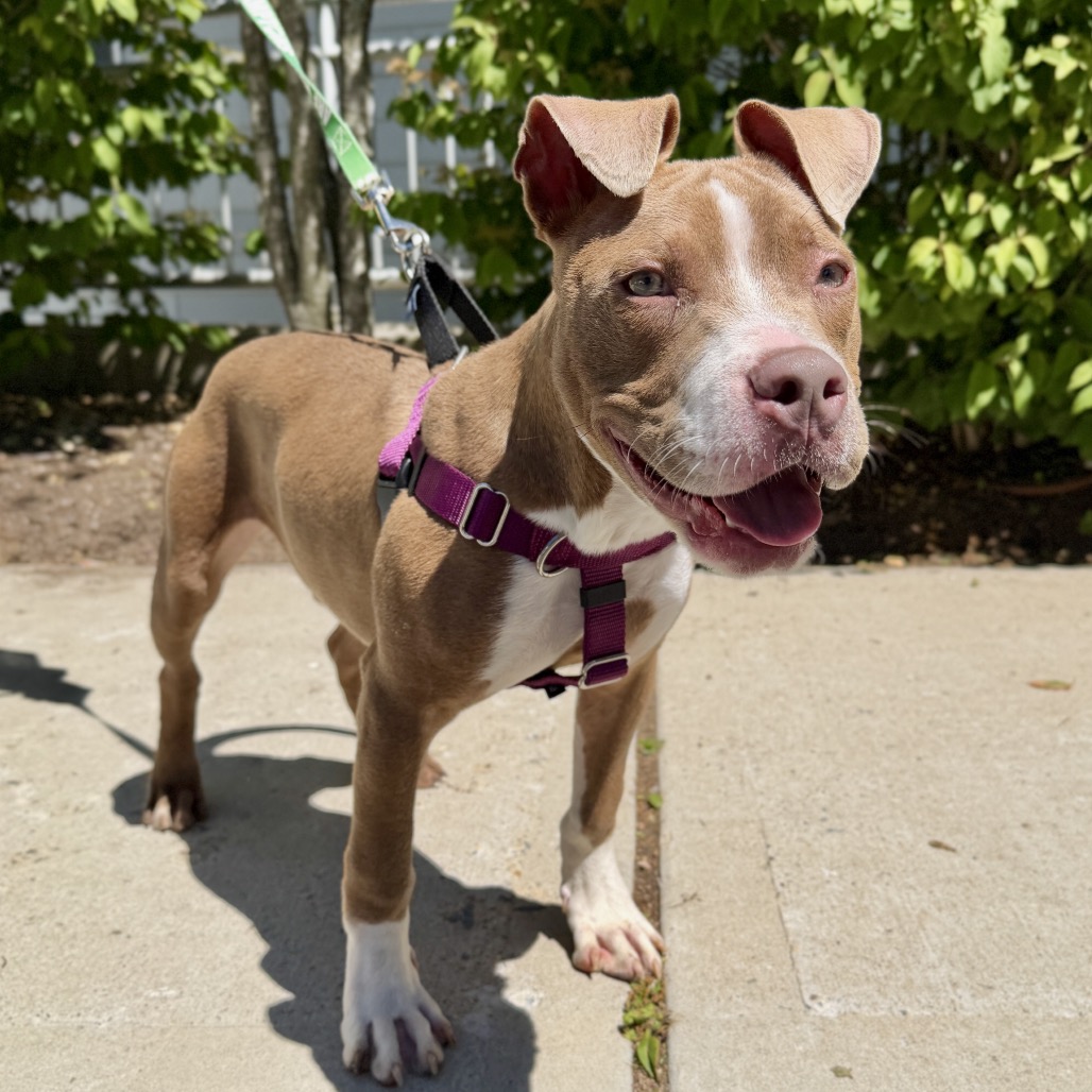 Zeus Terrier, American Pit Bull Brown 