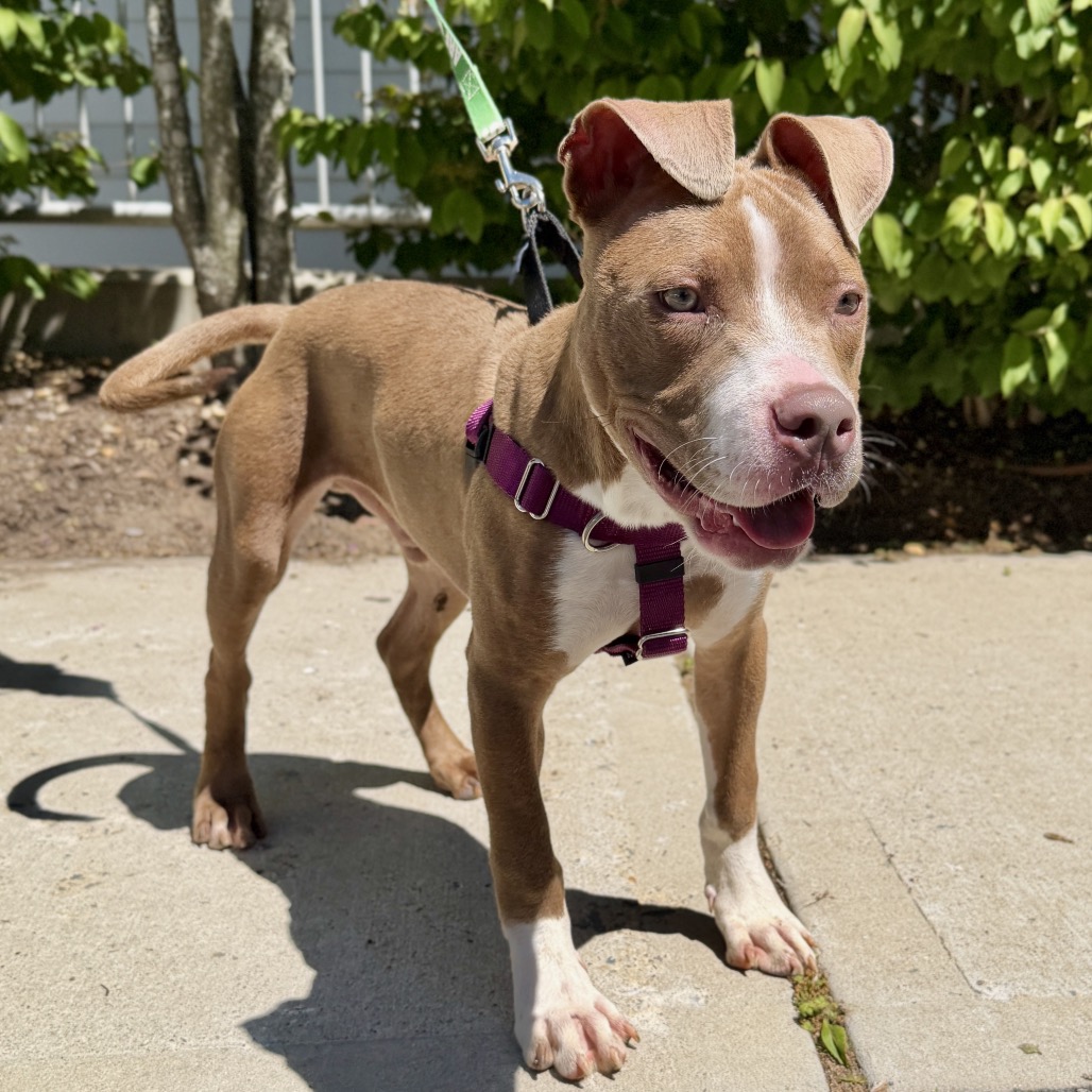 Zeus Terrier, American Pit Bull Brown 