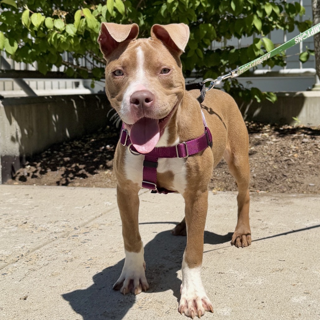 Zeus Terrier, American Pit Bull Brown 