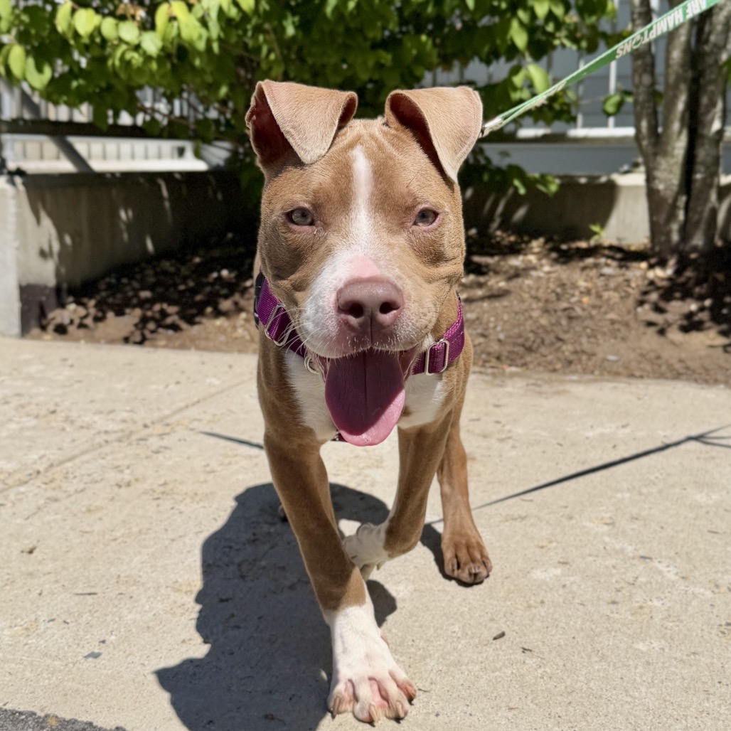Zeus Terrier, American Pit Bull Brown 