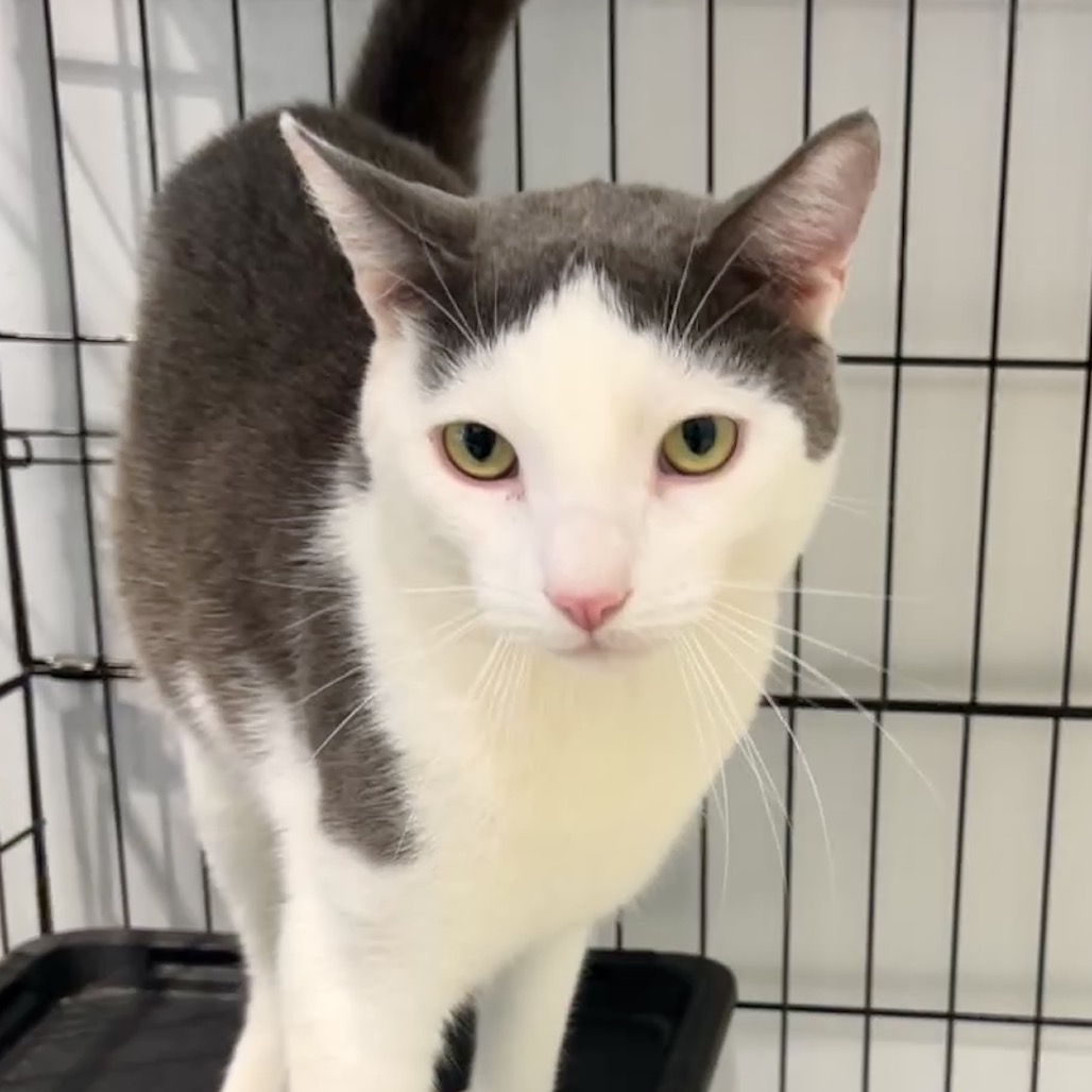 Monchy Domestic Shorthair White 