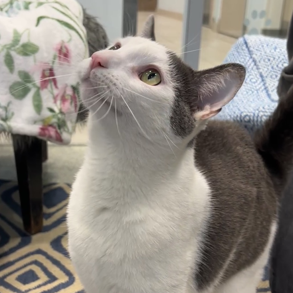 Monchy Domestic Shorthair White 