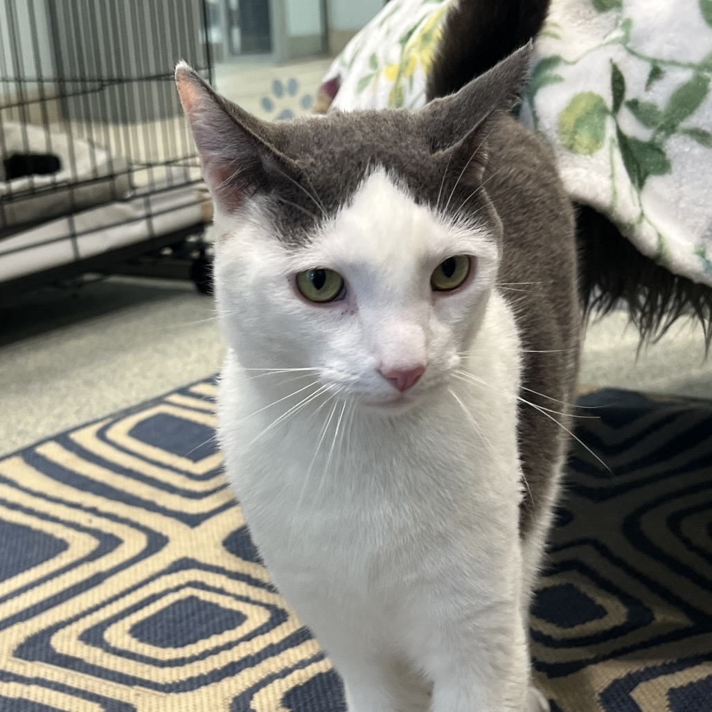 Monchy Domestic Shorthair White 