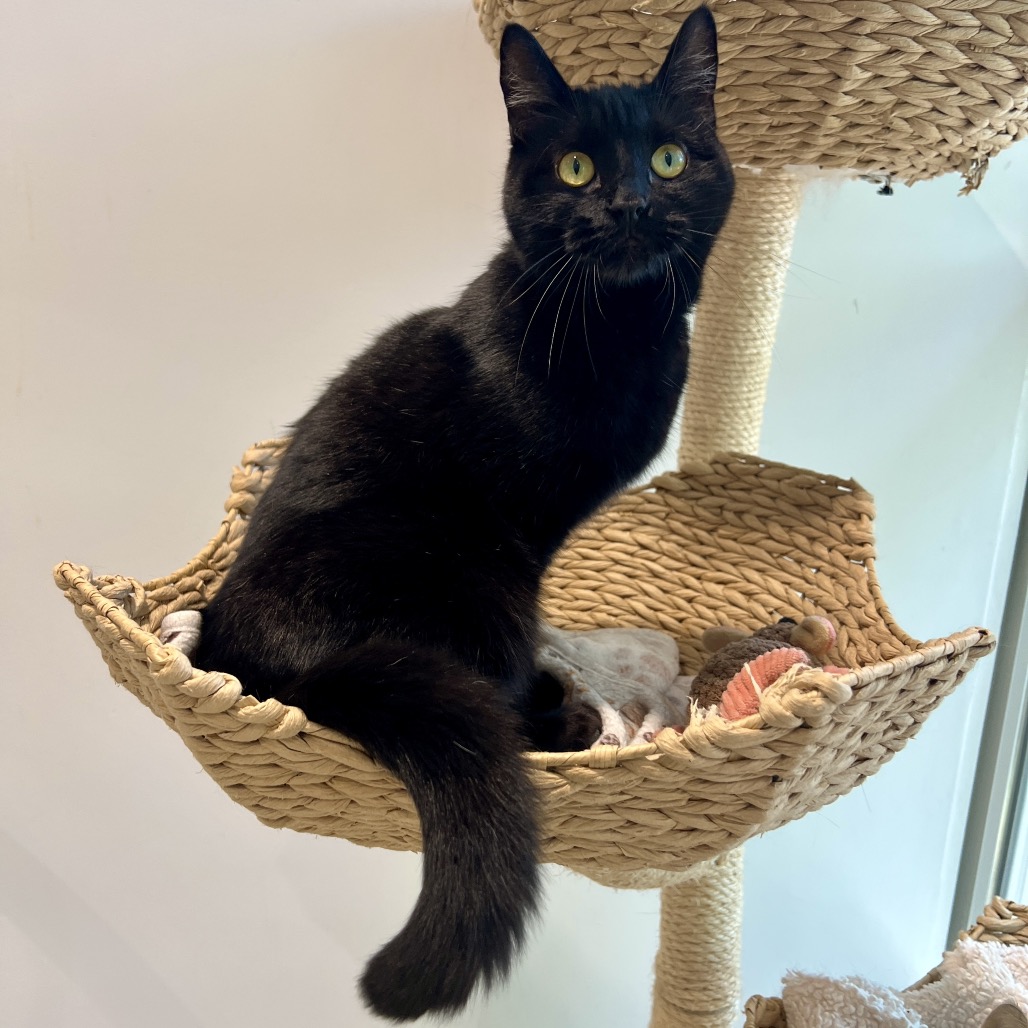 Bonita
