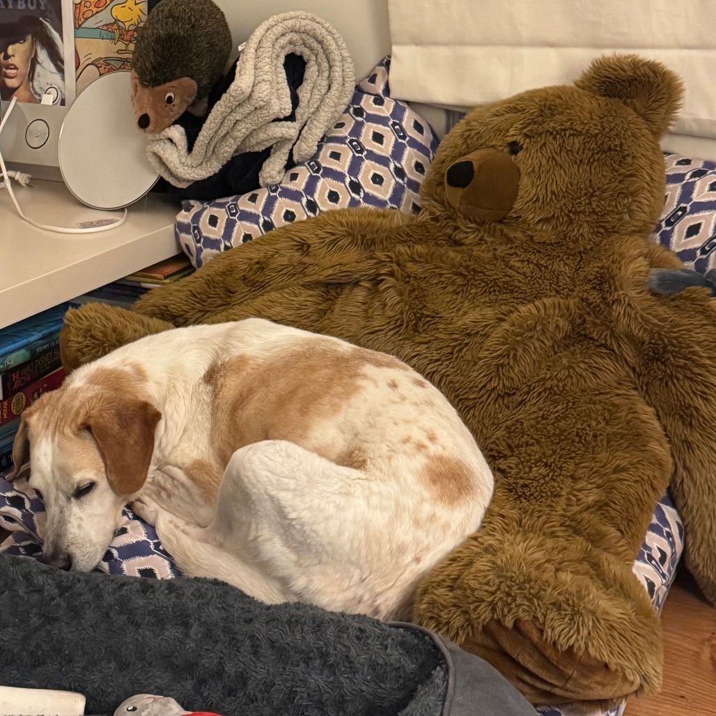 CoCo Hound Tan/White None