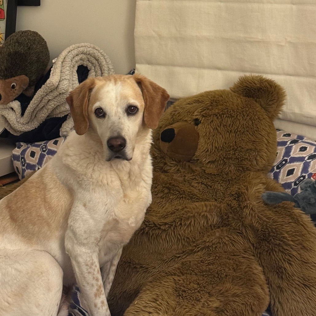 CoCo Hound Tan/White None