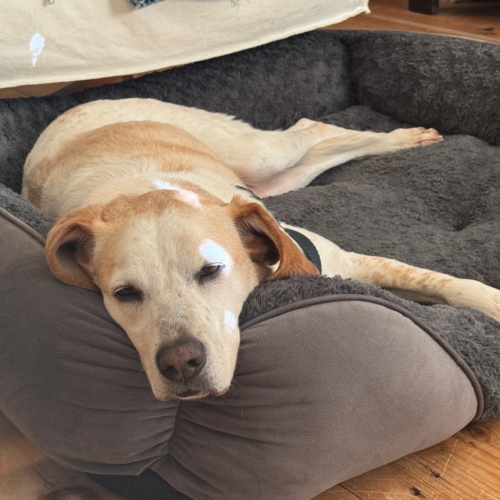 CoCo Hound Tan/White None