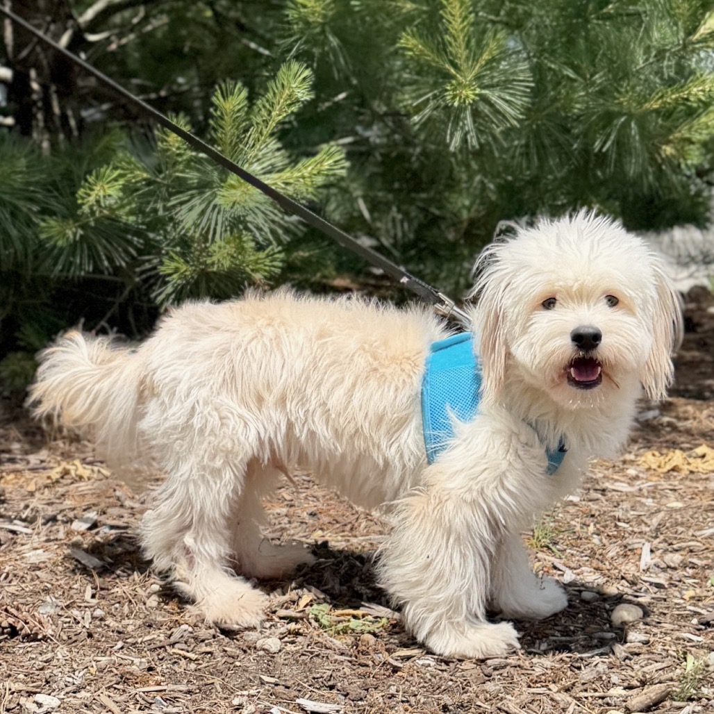 Shishi Bichon Frise/Mixed Breed (Small) White 