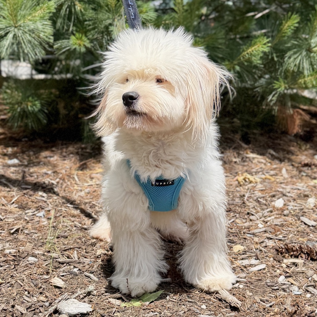 Shishi Bichon Frise/Mixed Breed (Small) White 