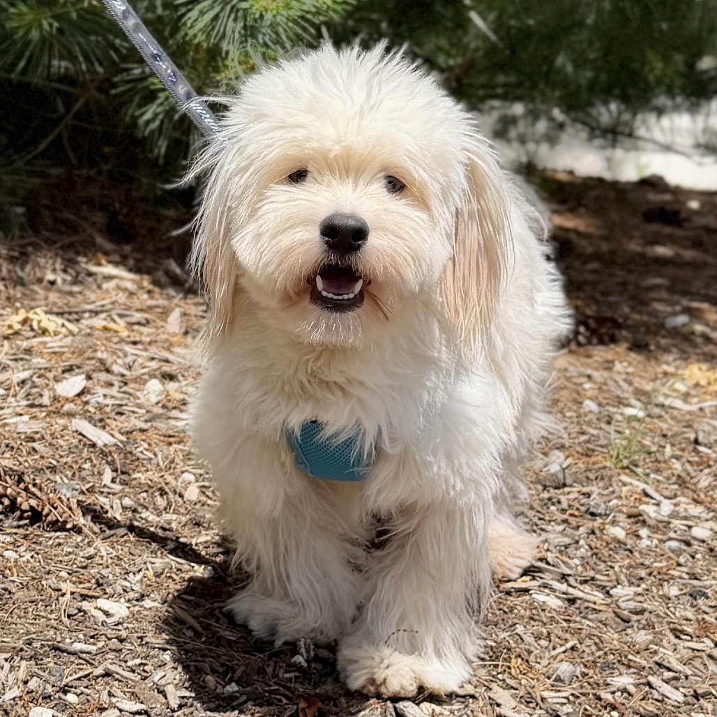 Shishi Bichon Frise/Mixed Breed (Small) White 