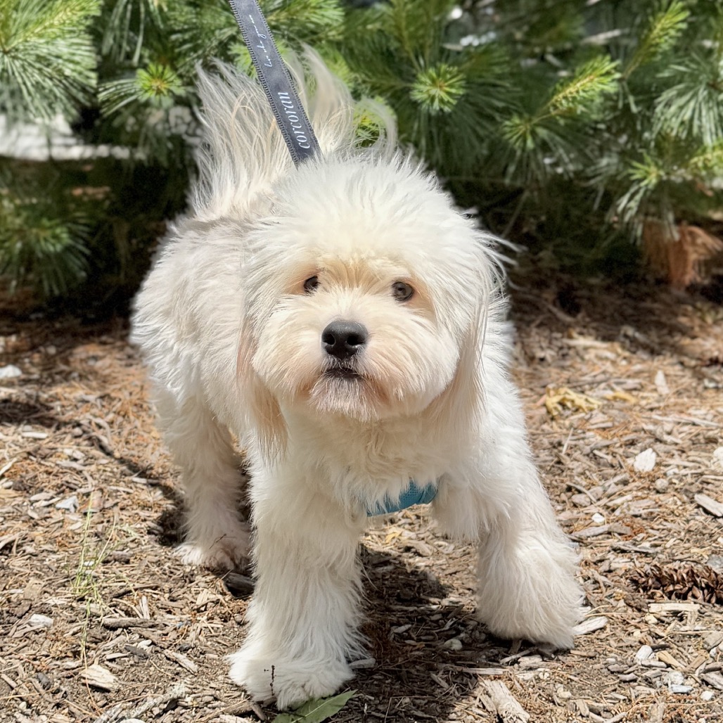 Shishi Bichon Frise/Mixed Breed (Small) White 