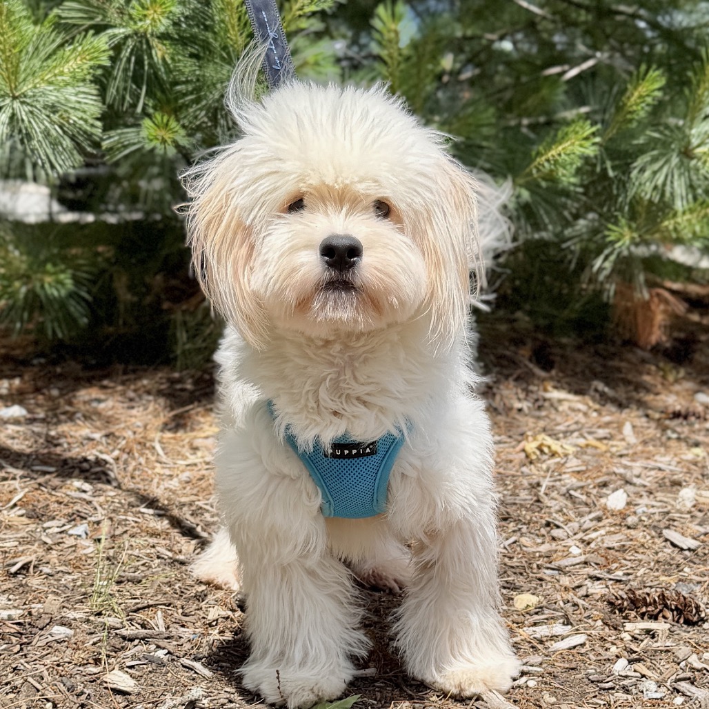 Shishi Bichon Frise/Mixed Breed (Small) White 