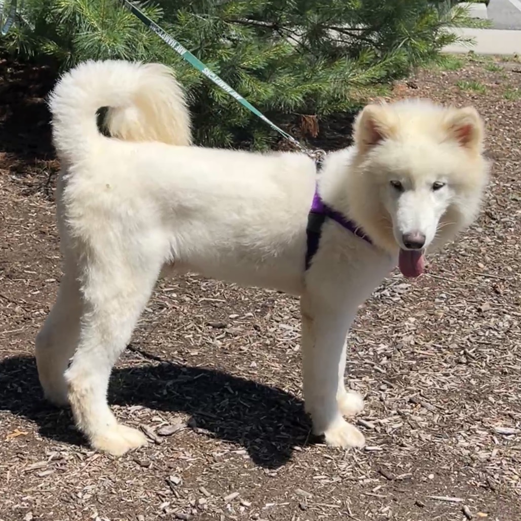 Noodle Samoyed White 