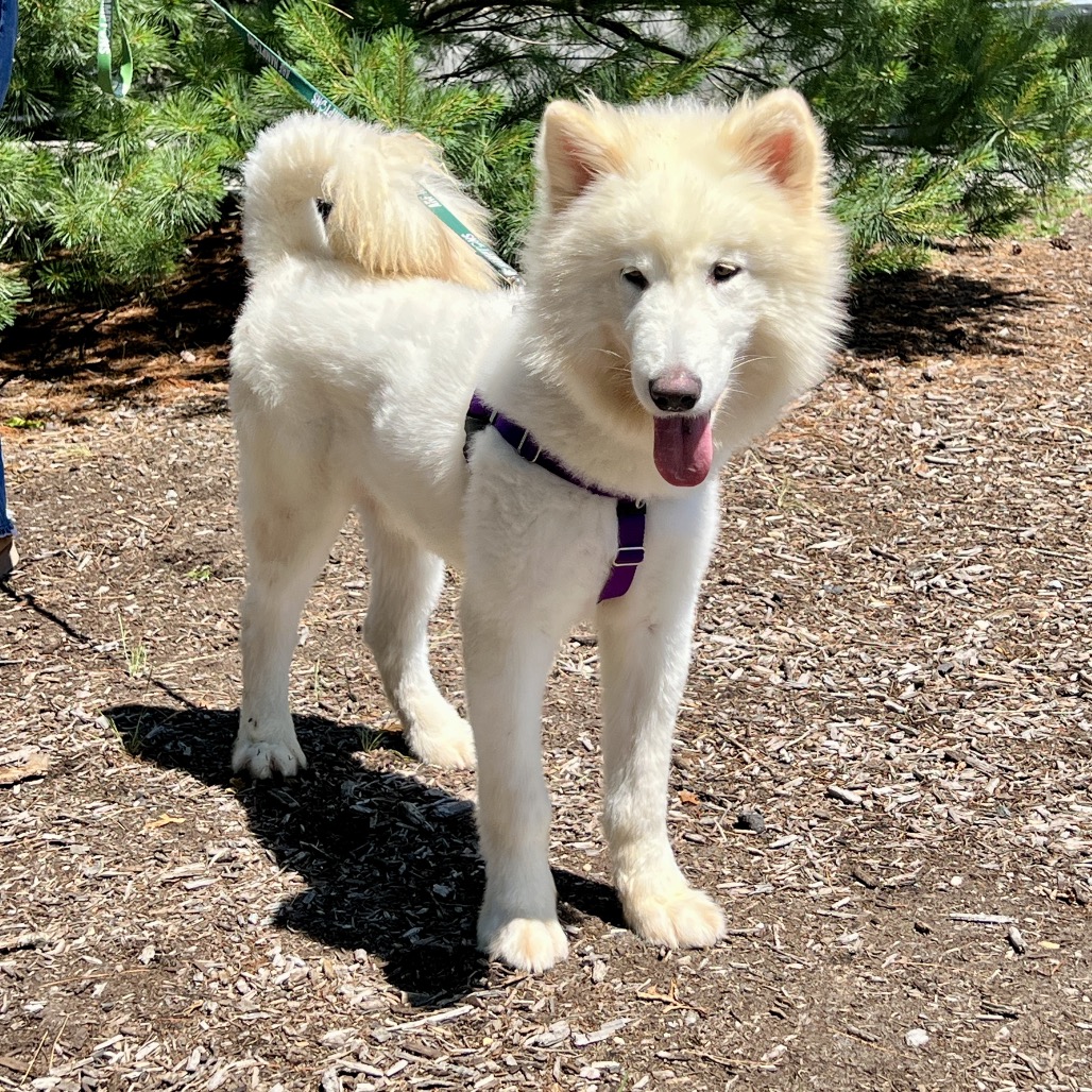 Noodle Samoyed White 