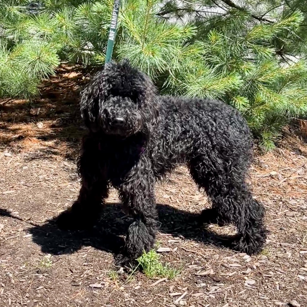 Juliet Poodle, Standard Black 