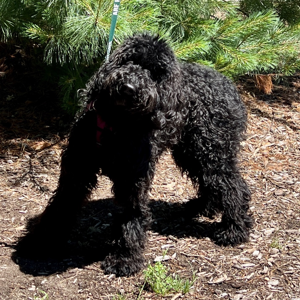 Juliet Poodle, Standard Black 