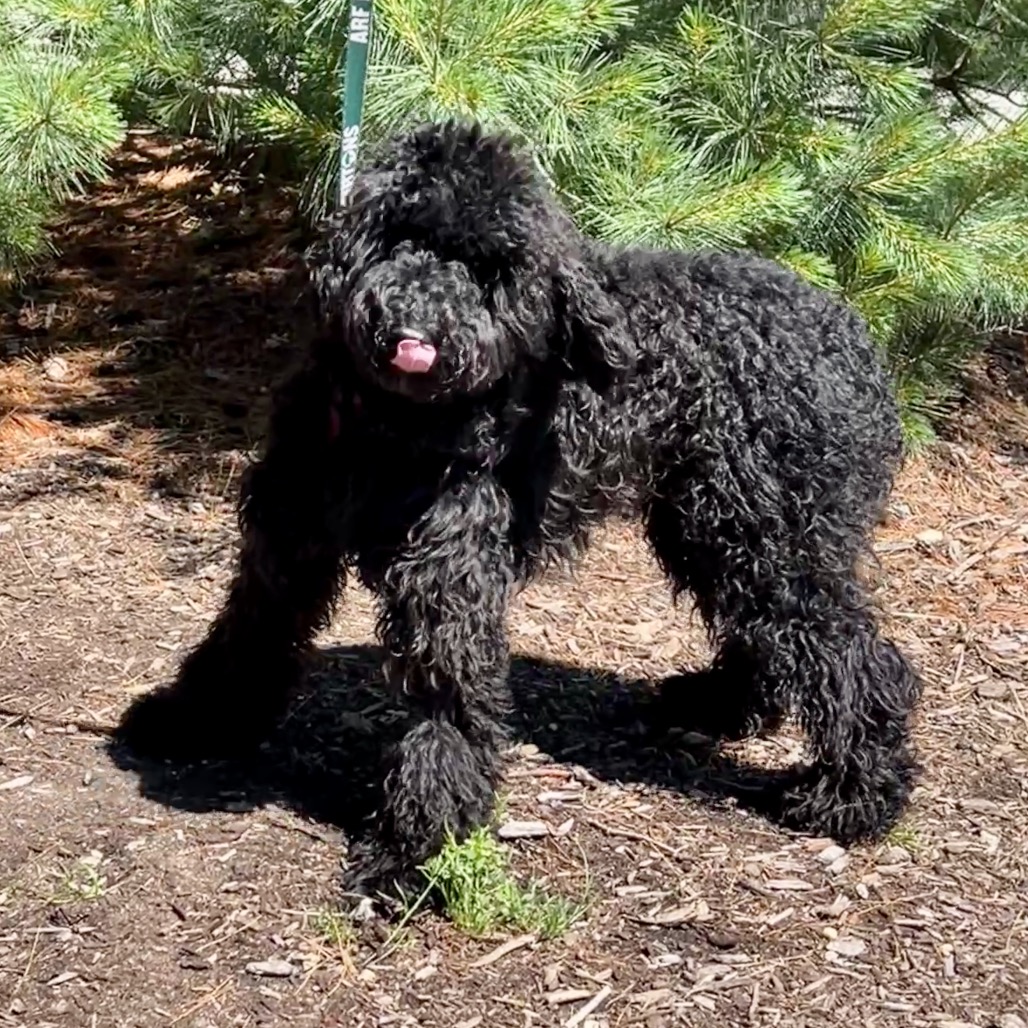 Juliet Poodle, Standard Black 