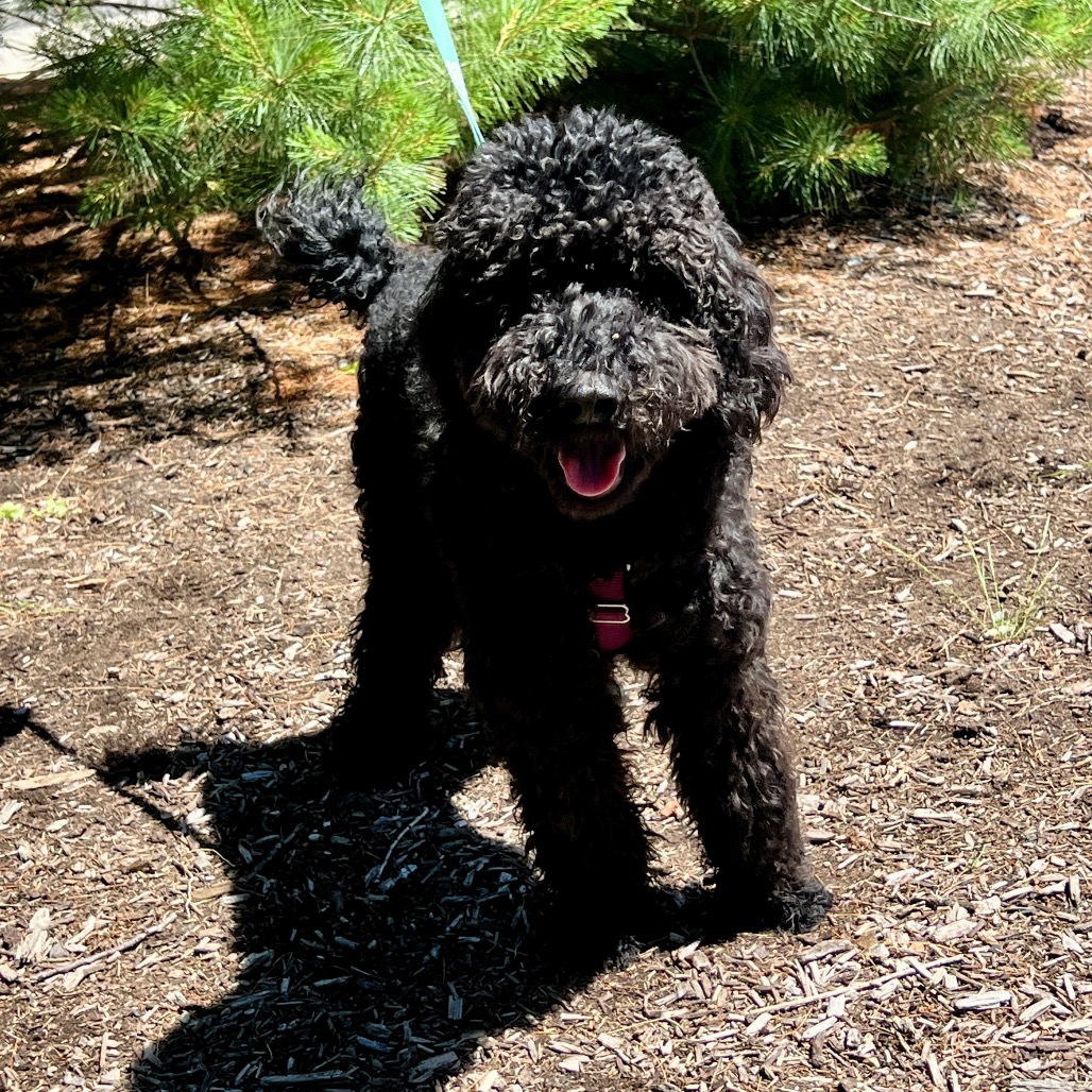 Romeo Poodle, Standard Black 