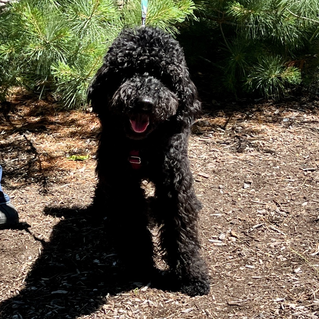 Romeo Poodle, Standard Black 