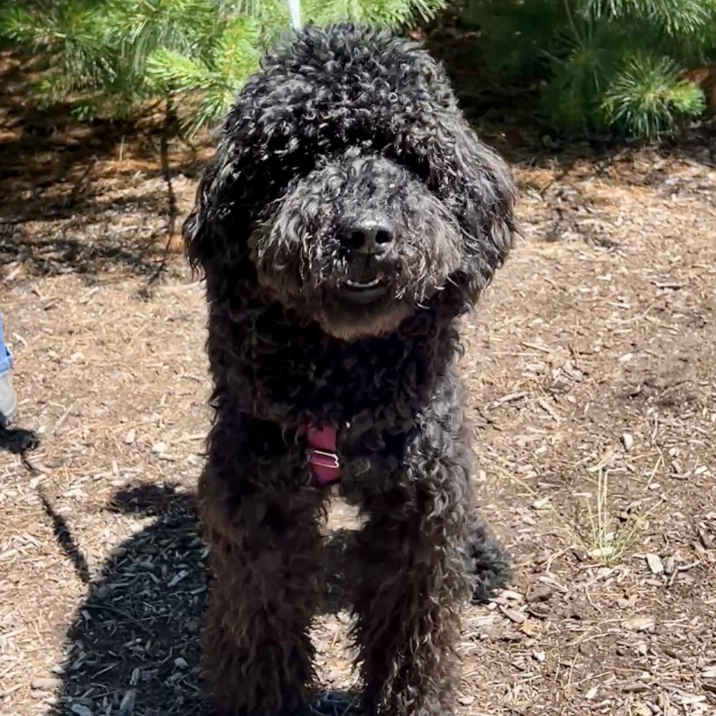 Romeo Poodle, Standard Black 