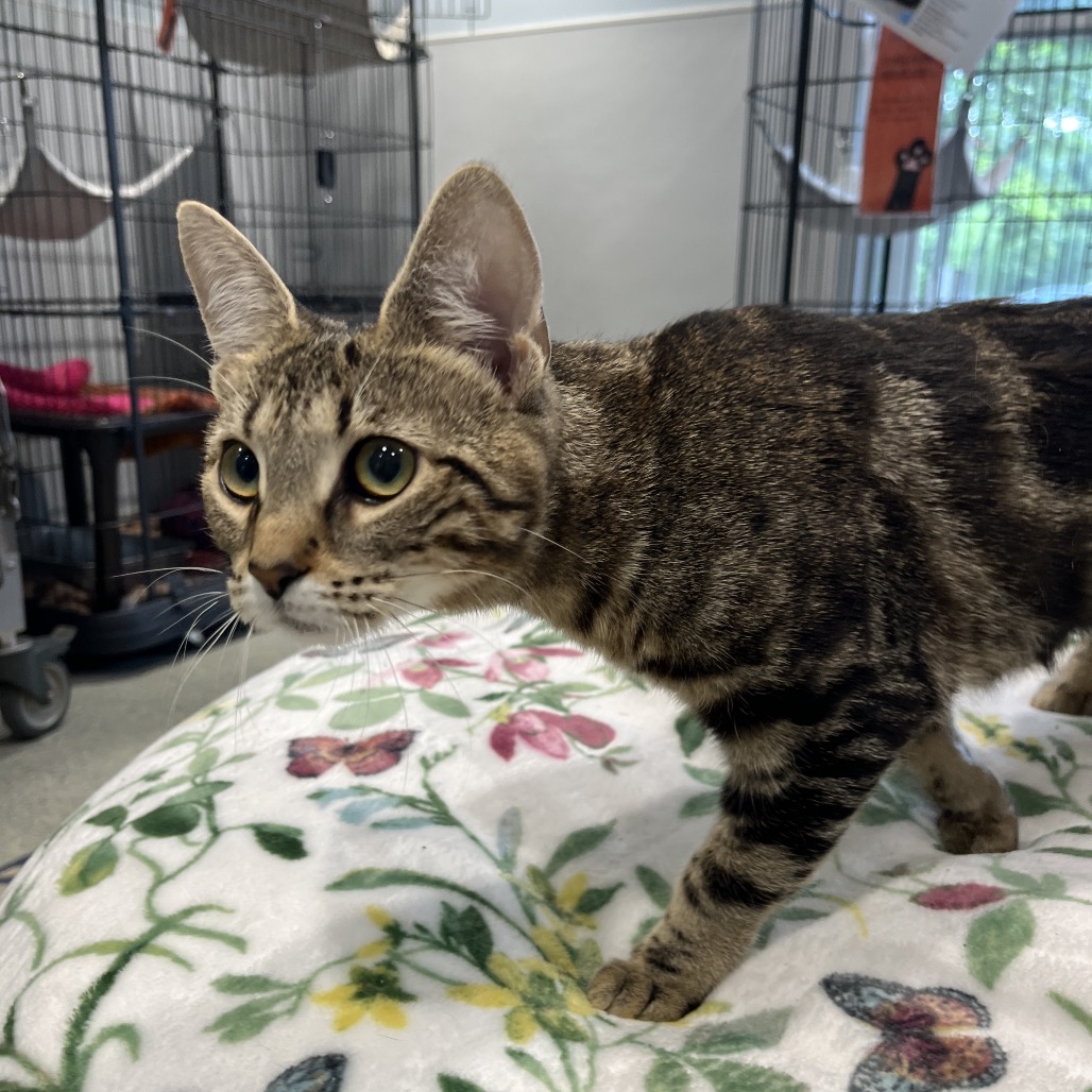 Mika Domestic Shorthair Brown/Black Tabby
