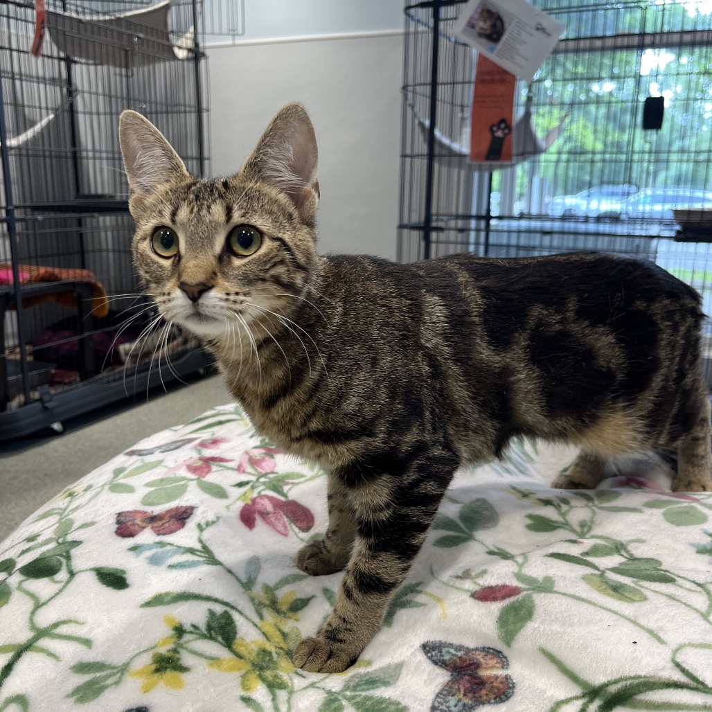 Mika Domestic Shorthair Brown/Black Tabby