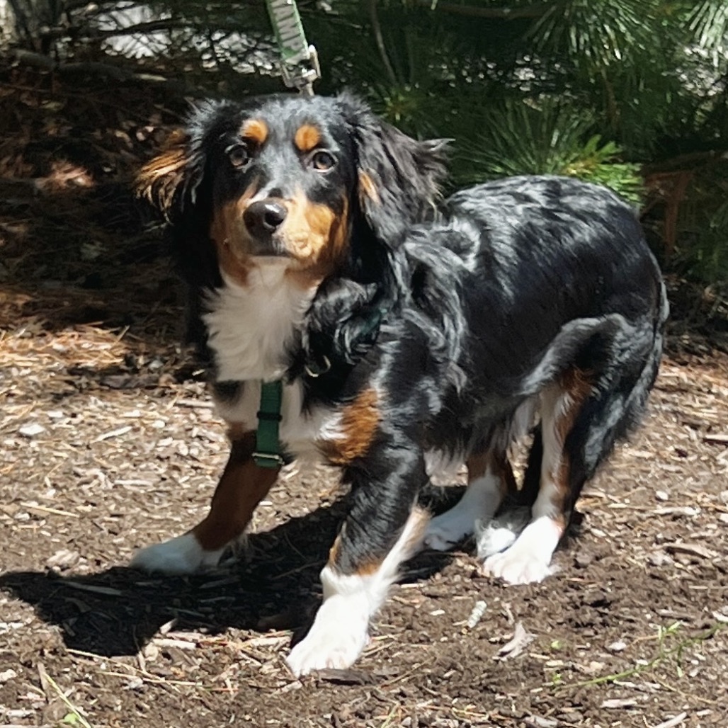 Pearson Shepherd, Australian Black Tricolor