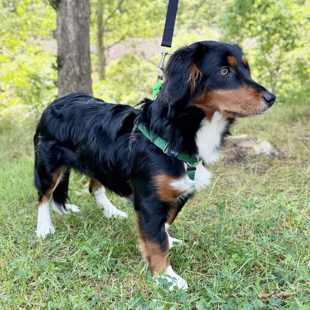 Pearson Shepherd, Australian Black Tricolor