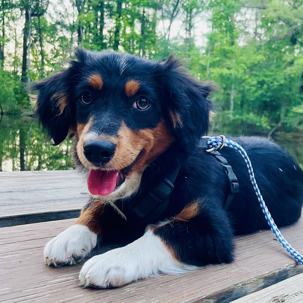 Pearson Shepherd, Australian Black Tricolor
