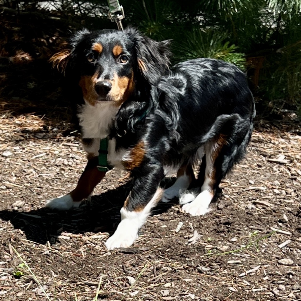 Pearson Shepherd, Australian Black Tricolor