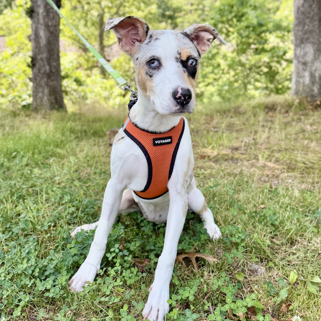 Trina Catahoula Leopard Dog White Spotted