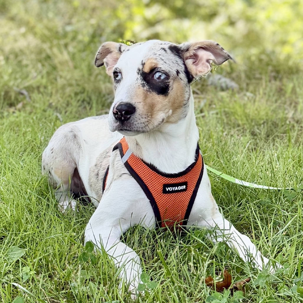 Trina Catahoula Leopard Dog White Spotted