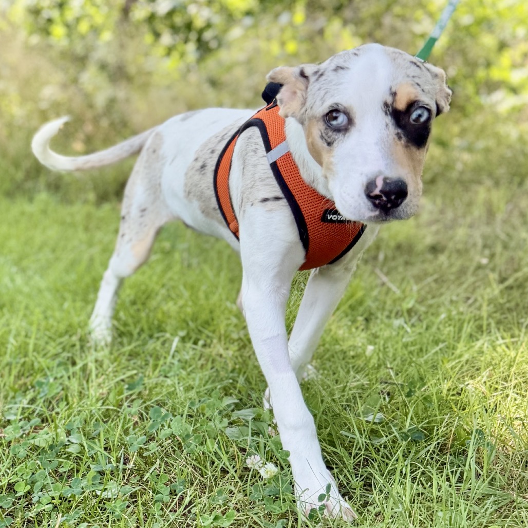 Trina Catahoula Leopard Dog White Spotted