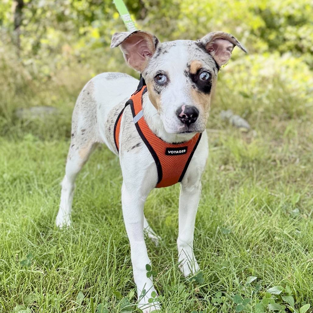 Trina Catahoula Leopard Dog White Spotted