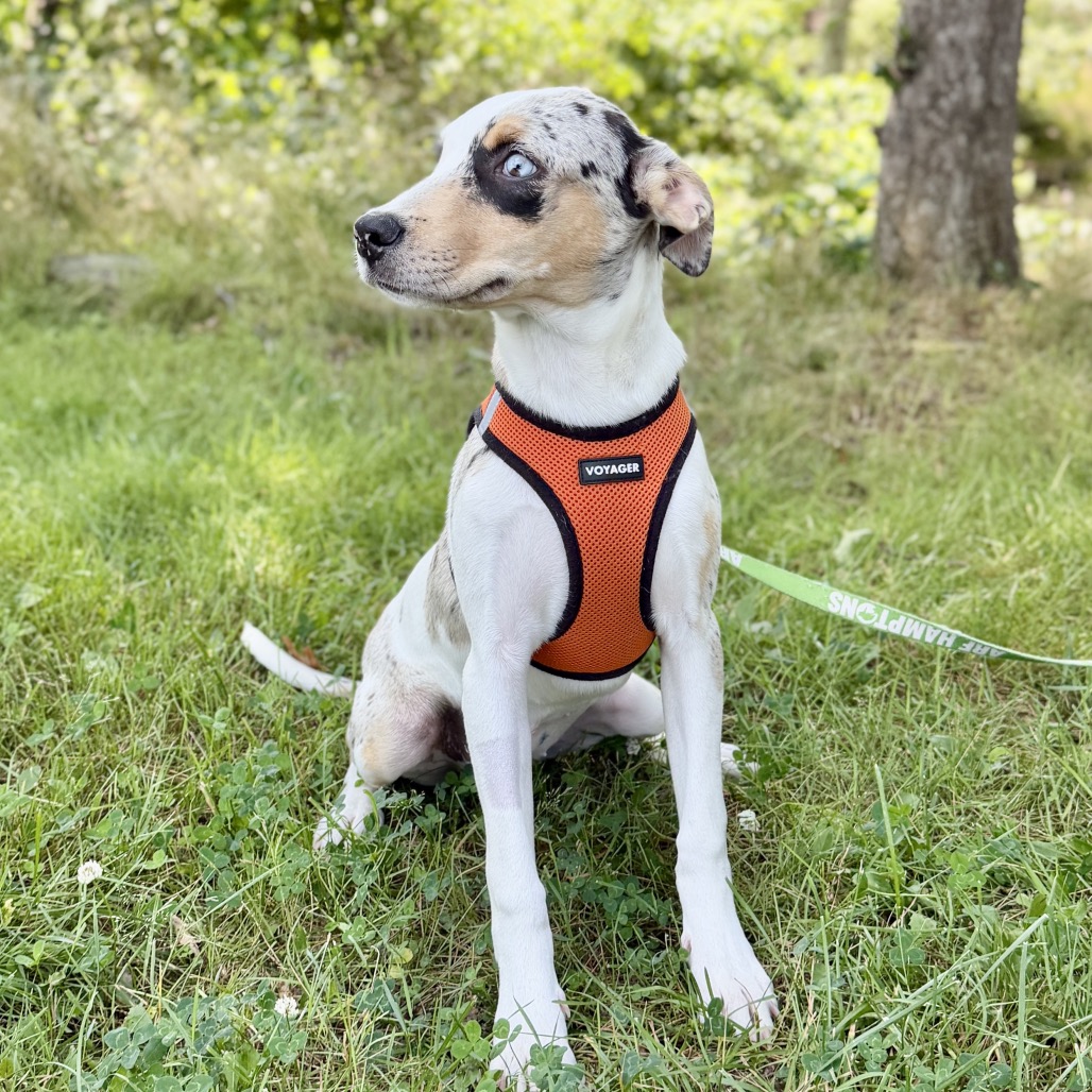 Trina Catahoula Leopard Dog White Spotted