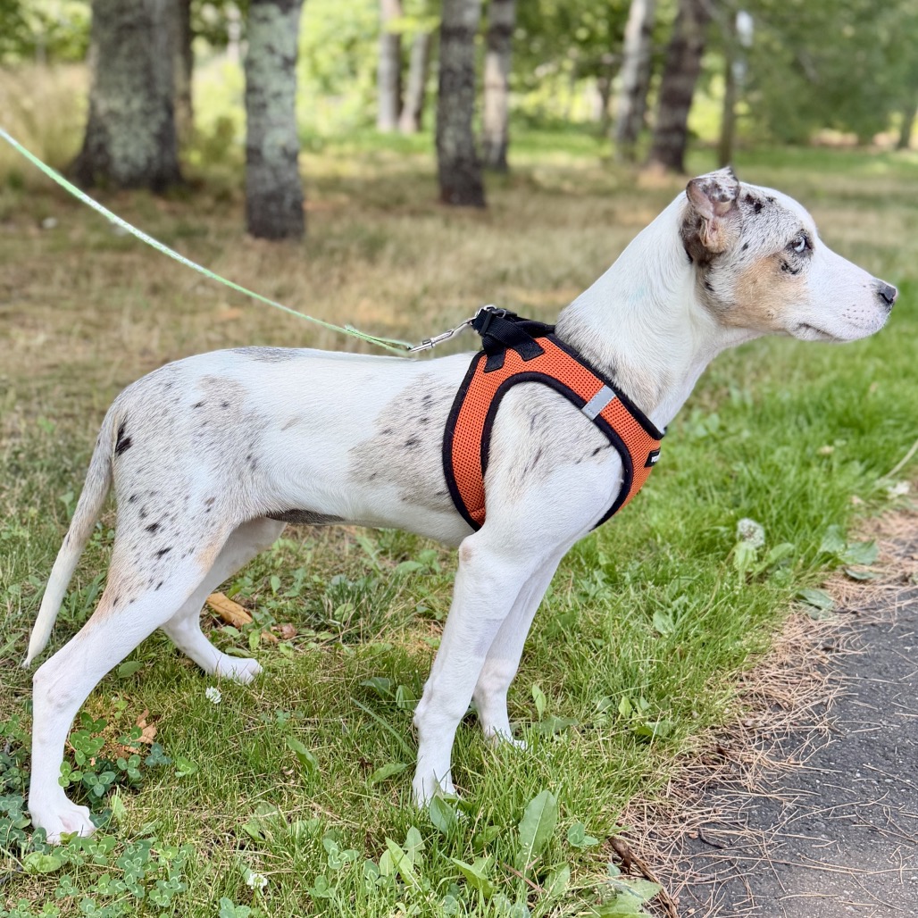 Trina Catahoula Leopard Dog White Spotted