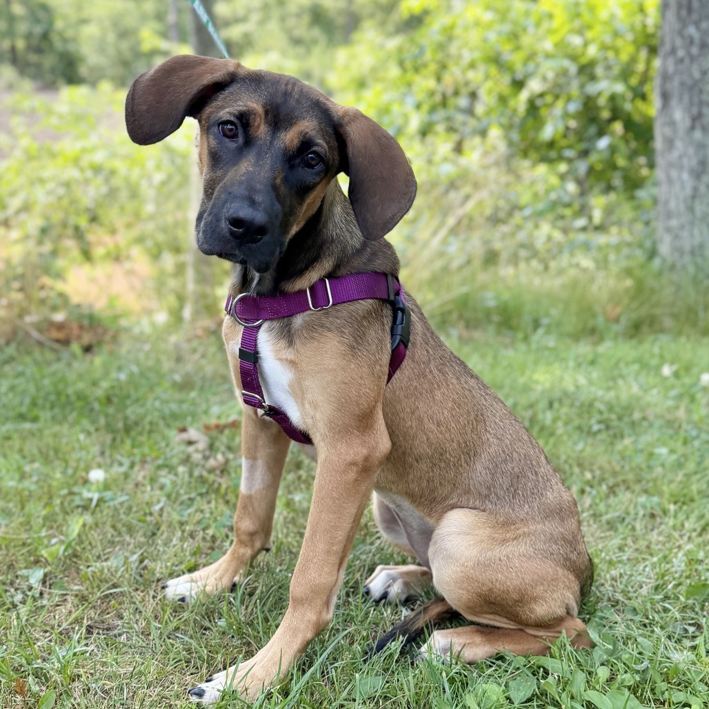 Tara Catahoula Leopard Dog/Coonhound, Redbone Brown Spotted