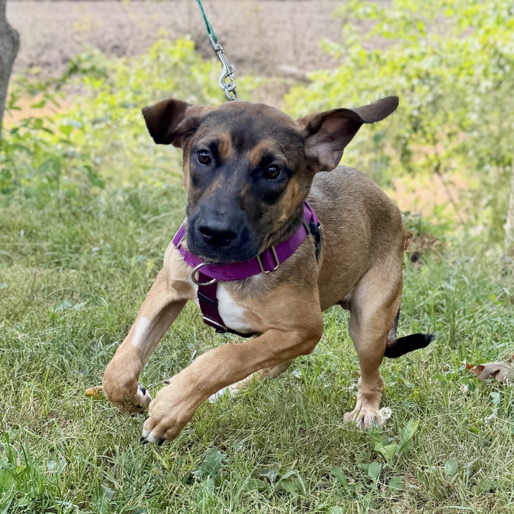Tara Catahoula Leopard Dog/Coonhound, Redbone Brown Spotted