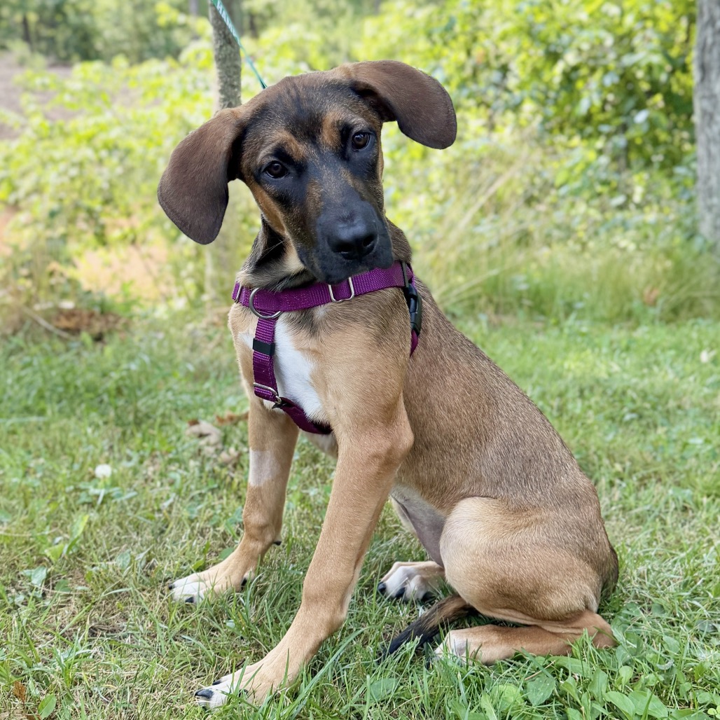 Tara Catahoula Leopard Dog/Coonhound, Redbone Brown Spotted